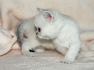 Серебристый окрас британских кошек: фото, стандарт породы. Серебристые британские кошки, коты, котята: виды окрасов. Британцы серебристые: стандарт окраса (британцы серебро: британские котята, коты, кошки)